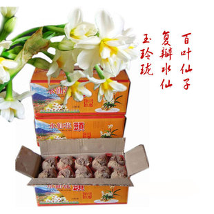 Double-Petaled Narcissus Heads Wholesale Second-Level Bulbs Double-Petaled Narcissus New Year's Eve Indoor Winter Hydroponic Flower Potted Plants