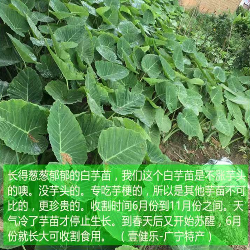 广宁特产芋梗干芋茎干芋苗白芋苗干芋头苗干货芋荚白芋合芋荷干菜