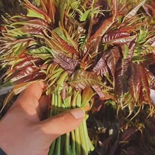 香椿种子红油香椿种子高产四季食用香椿树种子庭院阳台红香椿种籽