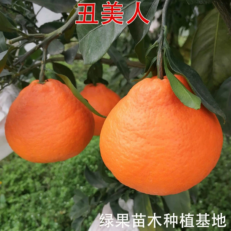 Саженцы фруктов, саженцы цитрусовых «Горькая красавица», новые гибридные сорта «Красавица и урод», привитые саженцы апельсинов, саженцы цитрусовых.