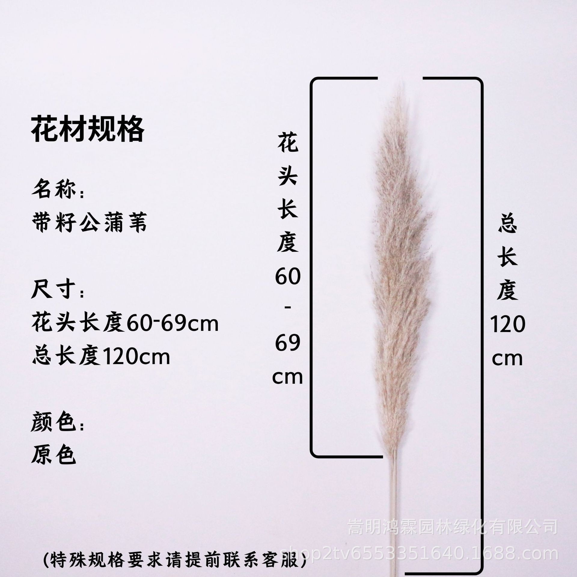 원래 꽃 머리 50-59cm