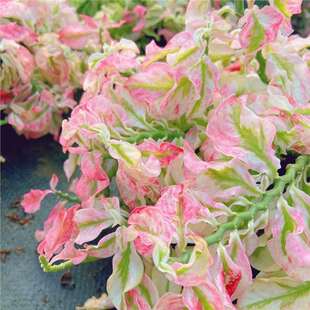 ���~�tȸɺ���\ �����B ��ֲ ���� �ͺ� �����՚� �҃��^�~����