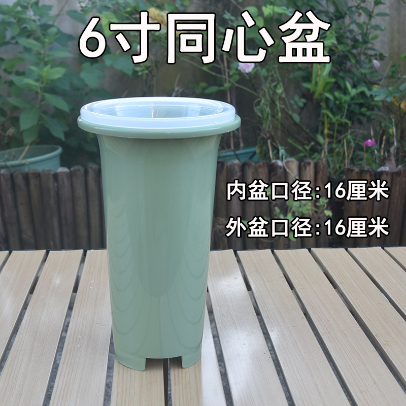녹색 동심 세트 화분 6inch