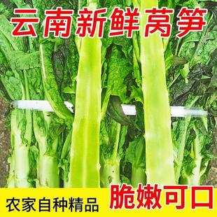当季香笋莴苣农家自种莴笋时令现发紫叶云南青笋青菜疏菜新鲜应季-阿里巴巴