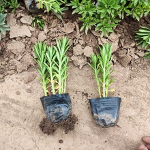 ���߾�����ͥԺ���� ���߷Nֲ���߲����� ��ɫ�ر����߾�������