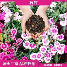 草种子;一二年生花卉;宿根花卉