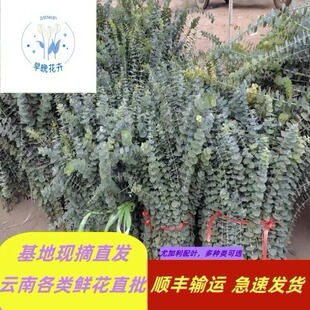 Yunnan Base Straight Hair Eucalyptus Multi-Fine Leaf Apple Leaves a Variety of Flowers Wholesale Flowers Group Purchase