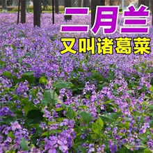 二月兰花种子四季易活室外花海道路多年生诸葛菜种子耐阴耐寒花籽