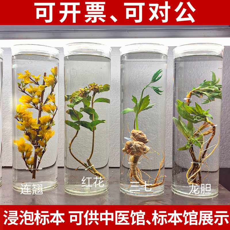 Plant Specimens, Chinese Herbal Medicine Soaked Specimens, Manufacturers' Color-Preserving Materials, Chinese Herbal Medicine Specimens for Teaching and Exhibition Display Plant Specimens, Chinese Herbal Medicine Soaked Specimens, Manufacturers' Color-Preserving Materials, Chinese Herbal Medicine Specimens for Teaching and Exhibition Display