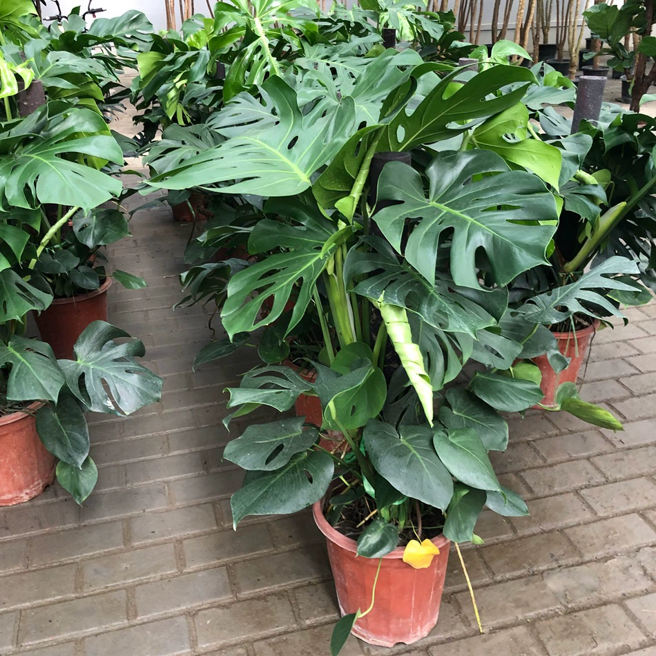 Плантарий горшок зеленое растение Пенглай проволока Орхидея проколоть красный шелк Таро Чэнду гостиная балкон садовое растение