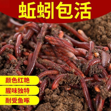 lra~DfDɢbҰⴹ~DBʳʳ