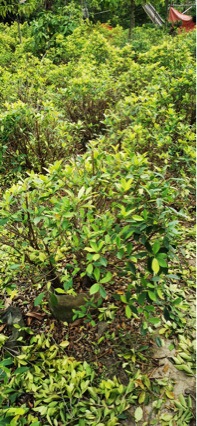 清场处理 黄榕 净收价格