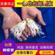 台湾蝴蝶鲤石膏白冷水鱼苗种大鳍大尾短身贵妃球体锦鲤鱼苗活体