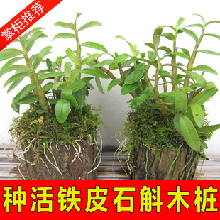 ����ʳ��ș�õ���Uɽ�FƤʯ�����mľ�������辰��ľ�^����