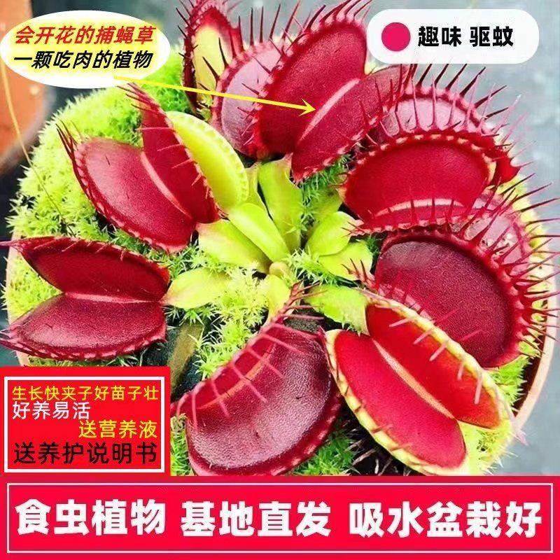 捕蝇草盆栽夏季水培驱蚊草食虫草猪笼草食人花室内好养花卉绿植物