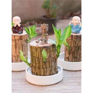 ����ľˮ�B���\ľ�_���Gֲ�҃�����ˮ��ֲ�������С�����ļ���ѿ