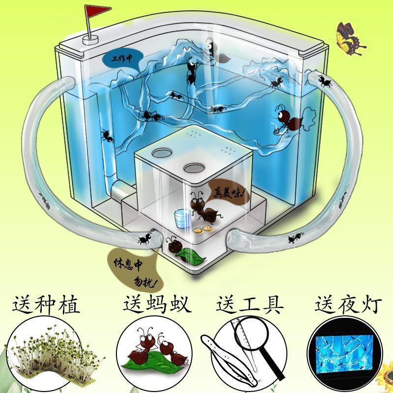 蚂蚁工坊学生版生态箱巢穴饲养盒蚁巢新手套装城堡宠物活物屋庄园