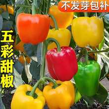 五彩甜椒种子灯笼椒柿子椒菜椒农家田园菜地大棚四季易种蔬菜种子
