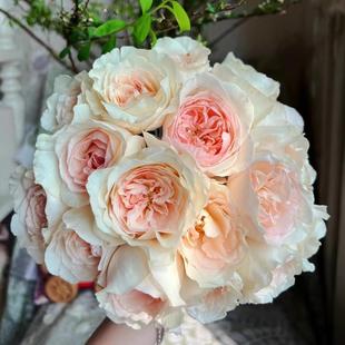 A generation of fragrant gill snow rose flower seedlings flowering roses potted flowers climbing plants vine rose trees green plants