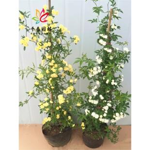 �Sľ���ľ��tľ�㻨����ͥԺ�ͺ�������Ԯ���㻨��ֲ��ľ�㻨��