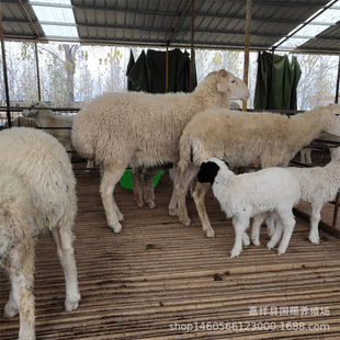 �ӱ������������u�ĺ�����Сĸ�� Сβ���� ����ɽ��N����