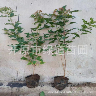 ���l���Ǘ���l�ʱ��� �G�hɫ�K�����������Ǘ��򲥷NС��