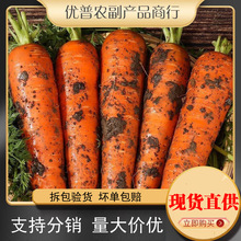 胡萝卜5斤整箱新鲜蔬菜脆甜爽口带泥包邮3批发10农家现挖沙地萝卜