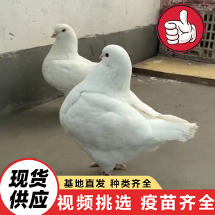 �Bֳ���������N�� �Ɍ����������B���������� ������������r��