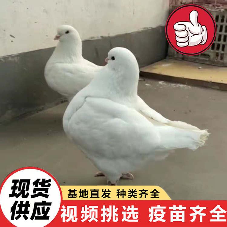 How Much Does a Three-Month-Old Pigeon Cost? White-Feathered King Price. Square Pigeon Price. Price of Paired Breeding Pigeons
