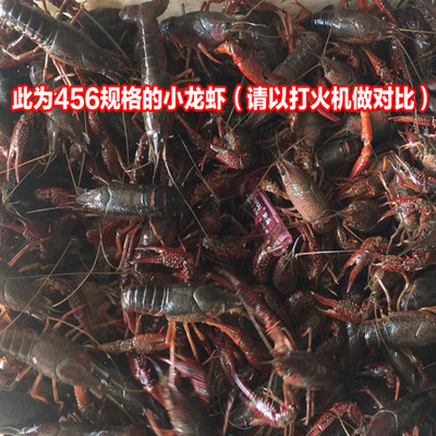 【老海公正品】鲜活小龙虾清水养殖基地批发活虾产地直供红虾青虾|ru