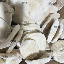 天然白珊瑚圆形海菊花海蘑菇贝壳鱼缸造景道具装饰品摆件水晶消磁
