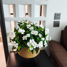 5�������P�ɻ� ��N�ɫ�z�I�� ����¶̨ ��ƺ ���@ �̨ ���� ��