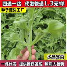 ���˷N������ޱ���ˮ���ļ����������̨�����߲˷N�����l