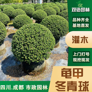Wintergreen Spherical Plant from Sichuan for Landscaping, Courtyard, Villa Garden, Evergreen All-Season Ornamental Seedling