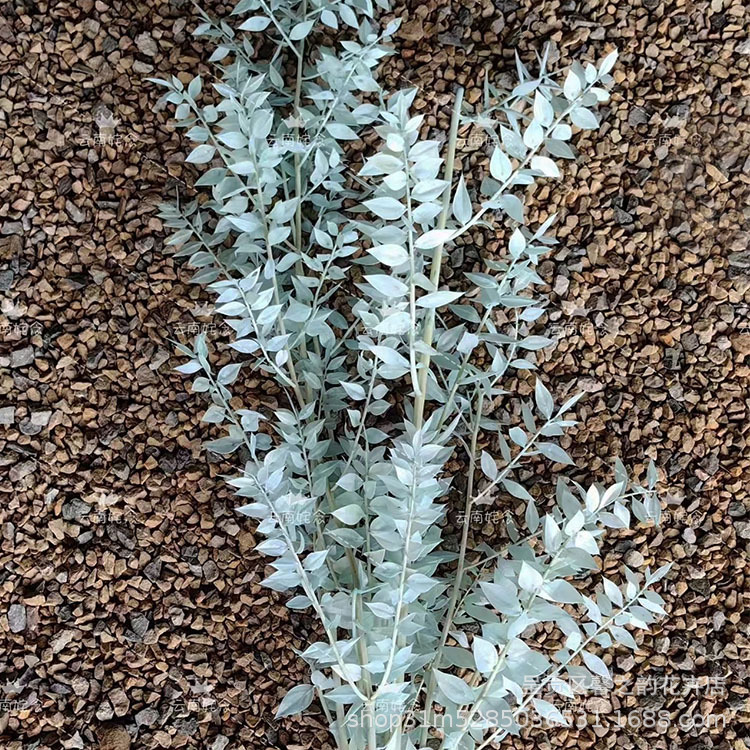 【약 55그램】닐란