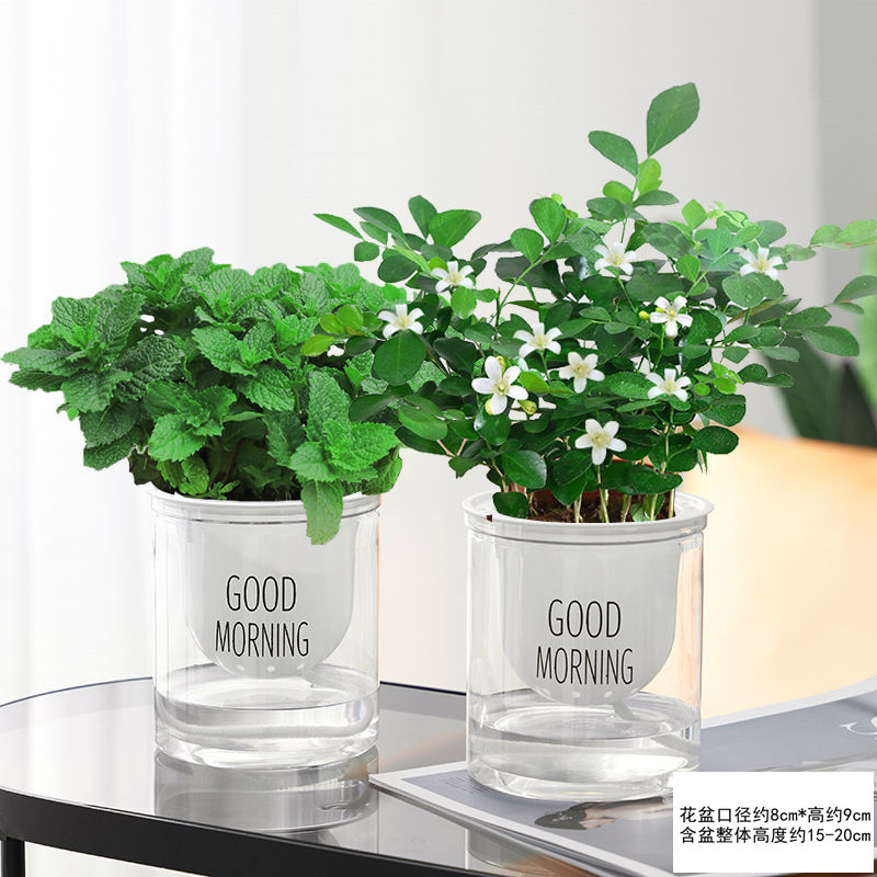 [핫 콤보] 엄선된 민트 + 구리향(좋아요 분지) 무료 영양비료