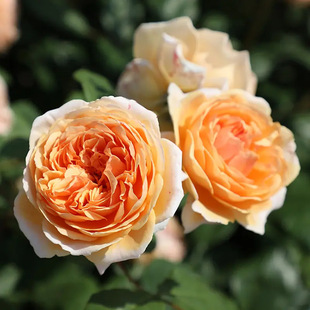 �������������ٱ��¼��������ش󻨝����ļ��NޱͥԺ���ٻ���ֲ��