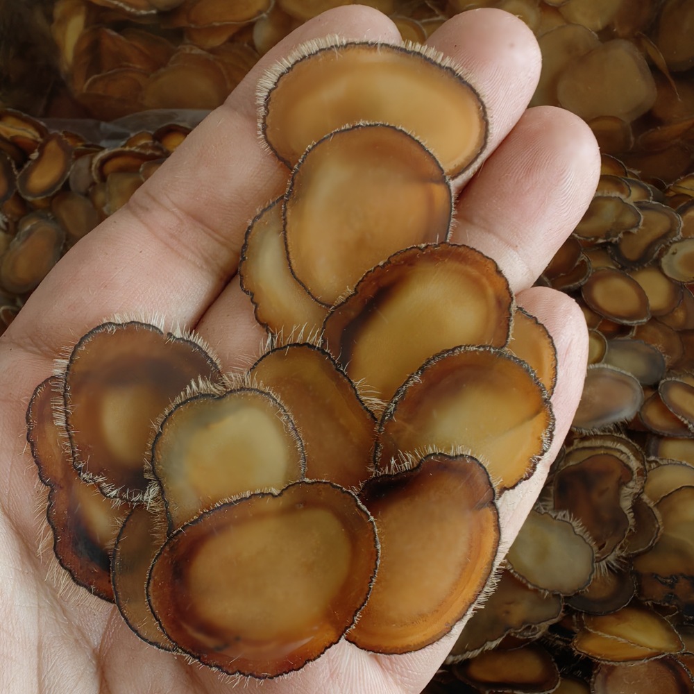 Deer Antler Slices Lu Rong Quan La Pian Full Wax Slices for Soup and Wine Infusion 5g specifications