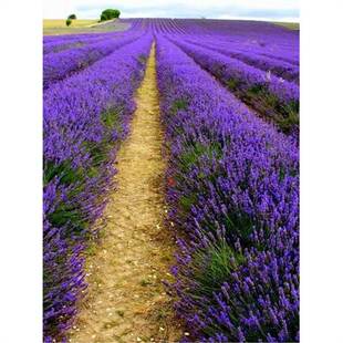 ޹�²ݷN�����Ի���ֲ���m���ﶬ��N�Ļ��N�����҃��ļ��׻��_��