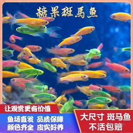 创意礼品套装;棋牌/桌游;节庆用品