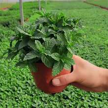 �����Ե������Կ�ʳ�þGֲ���[��ú��B�׻�������������՚�ֲ��