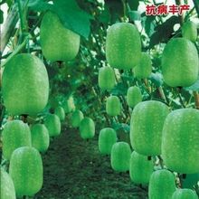 ���~��С���ϷN�Ӵ�������һ��⏹��ϷN�����ǻС�߲˷N����