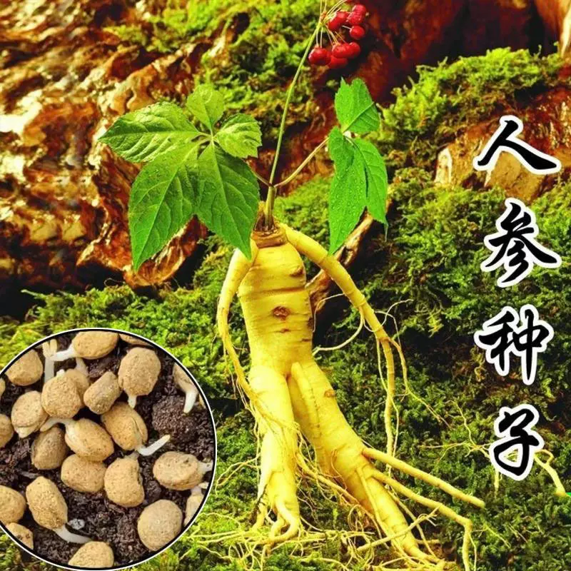 长白山人参种子正品野山参种子四季易种中药材易活室内观花卉盆栽