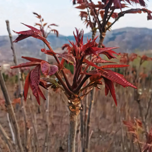 һ�����lʳ�üt���㴻���簫��ͥԺ�㴺�����Ĵ���ѿ�Nֲ��������