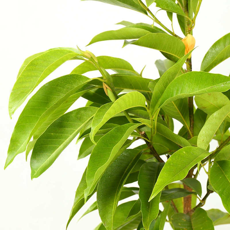 Внутренний двор, балкон, четырехсезонные цветы в горшках, белые орхидеи, сильно пахнущие цветы и растения, белые саженцы орхидей, привитые саженцы