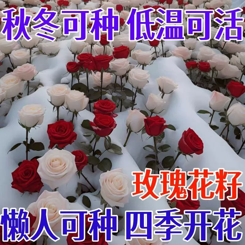 [Эксклюзивно для электронной коммерции] Семена роз трансграничные, семена многоголовых красных роз, всхожесть круглогодичная и морозостойкость