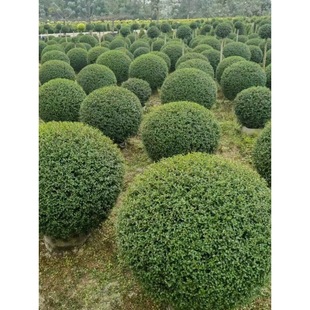 С�~Ůؑ�����辰�䘶���Θ���ͥԺ�e���G��ֲ���^�~�G����ľ