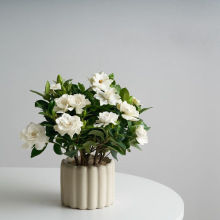 �d�ӻ����Ԏ������̨�����҃Ⱥ��B�����׻�Gֲ�����̈́���Y��S