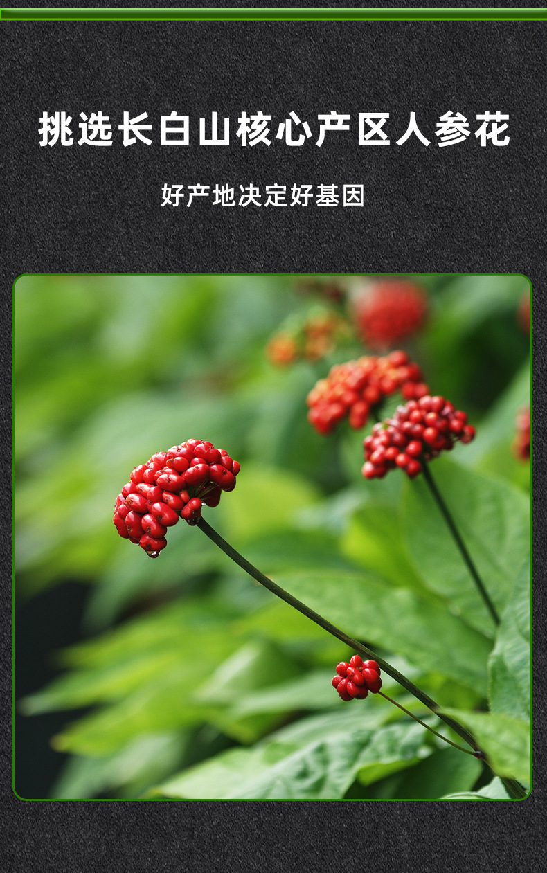 Dried Ginseng Flower Buds 500g Bulk Changbai Mountain Ren Shen Hua Herbal Tea preparation