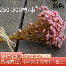 小星花永生花花材 巴星花 圣诞节情人节礼物资材 爱情花 30枝